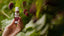 Tracel Boysenberry Beauty Nutritional Drink